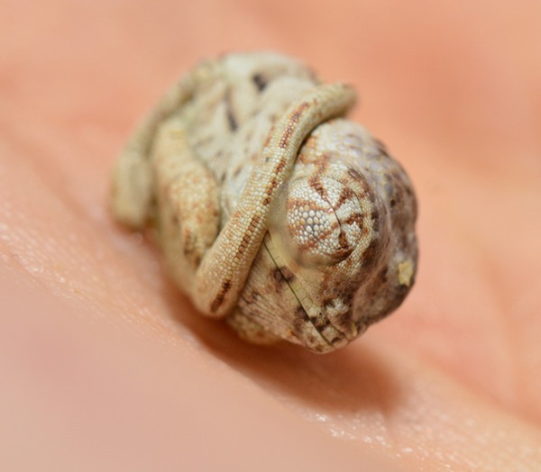 baby-panther-chameleon-seconds-after-hatched-egg-position-2r