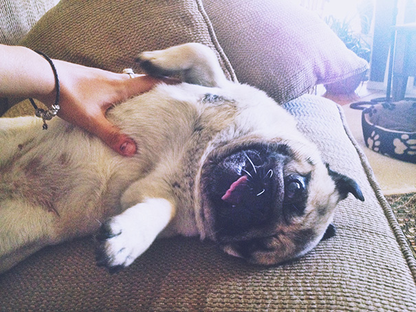 belly-rub-animals-15__605