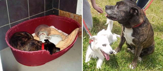 blind-dog-guide-best-friends-abandoned-rescued-stray-aid-shelter-glenn-buzz-6_R