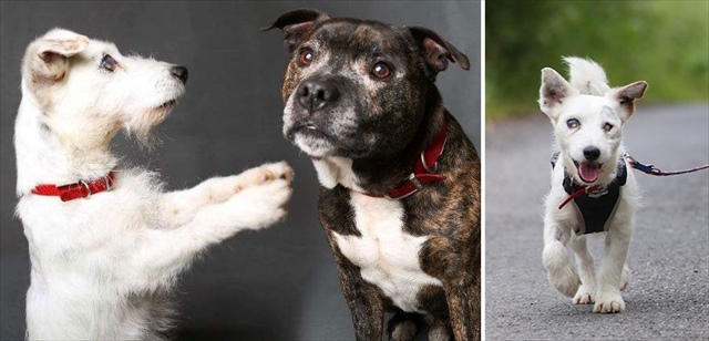 blind-dog-guide-best-friends-abandoned-rescued-stray-aid-shelter-glenn-buzz-7_R