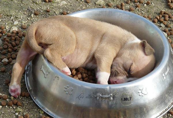 XX-Puppies-That-Can-Sleep-Anywhere-1__605r