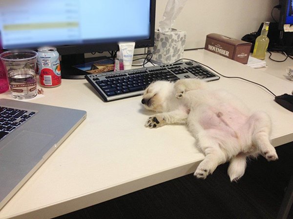 XX-Puppies-That-Can-Sleep-Anywhere-__605r