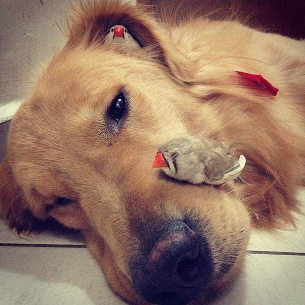 bob-golden-retriever-sao-paulo-131r