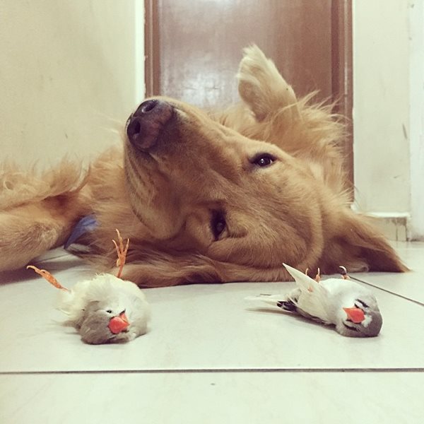 bob-golden-retriever-sao-paulo-151r