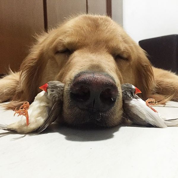 bob-golden-retriever-sao-paulo-201r