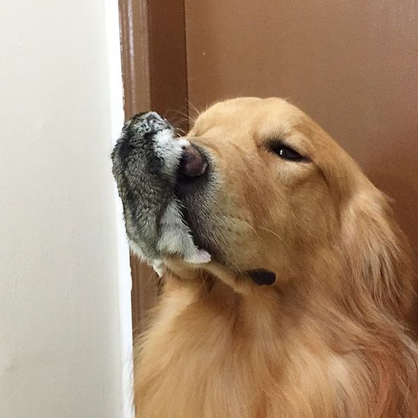 bob-golden-retriever-sao-paulo-361r