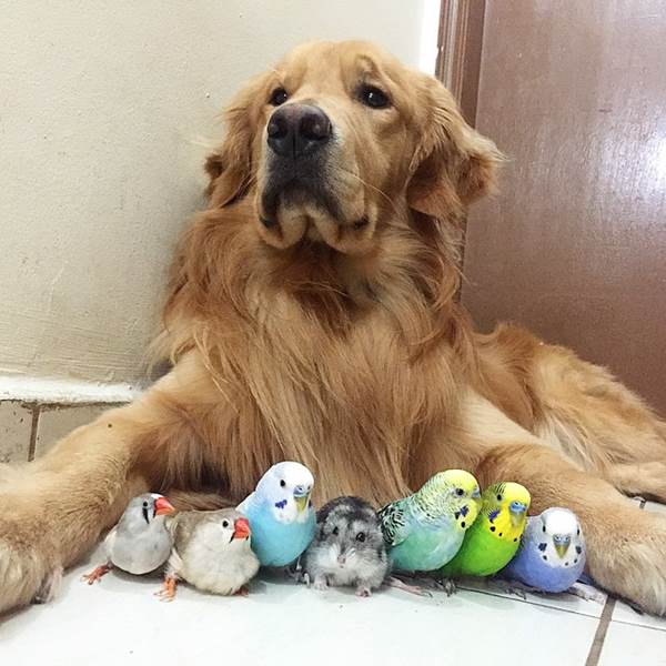 bob-golden-retriever-sao-paulo-412r