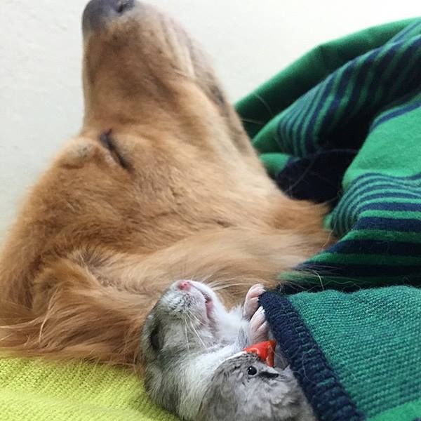 bob-golden-retriever-sao-paulo-501r