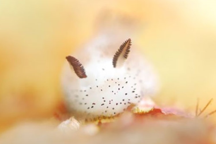 cute-bunny-sea-slug-jorunn