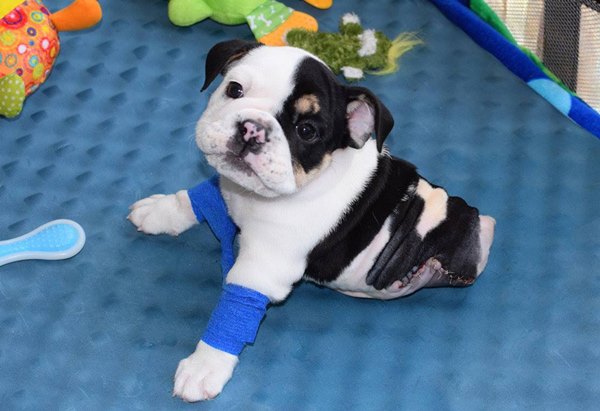 puppy-born-2-legs-half-bulldog-twice-heart-bonsai-18r