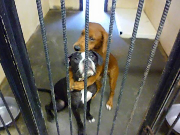 shelter-dogs-hug-photo-viral-save-life-euthanasia-kala-keira-angels-among-us-4r