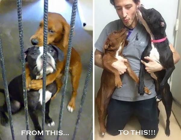 shelter-dogs-hug-photo-viral-save-life-euthanasia-kala-keira-angels-among-us-5r