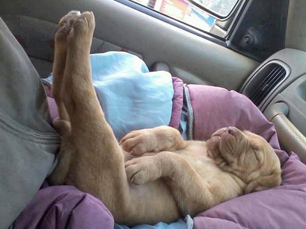 sleeping-puppy-38__605r