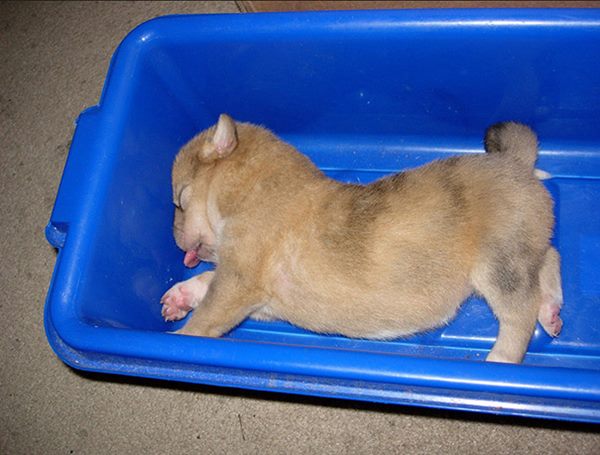 sleeping-puppy-49__605r