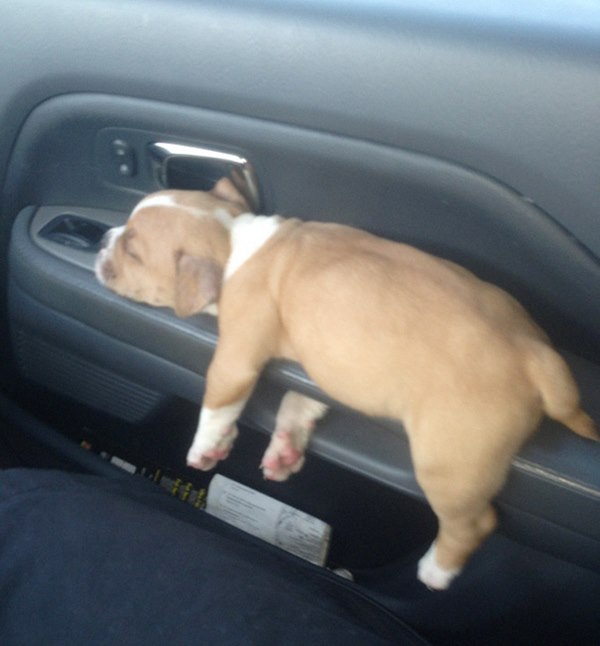 sleeping-puppy-62__605r