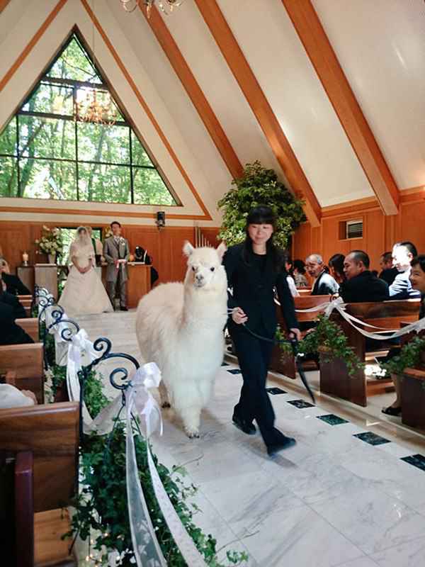 wedding-alpaca-witness-Epinard-Nasu-japan-1r