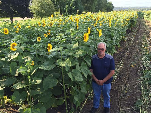 babbettes-seeds-hope-cancer-sunflower-four-miles-16_R