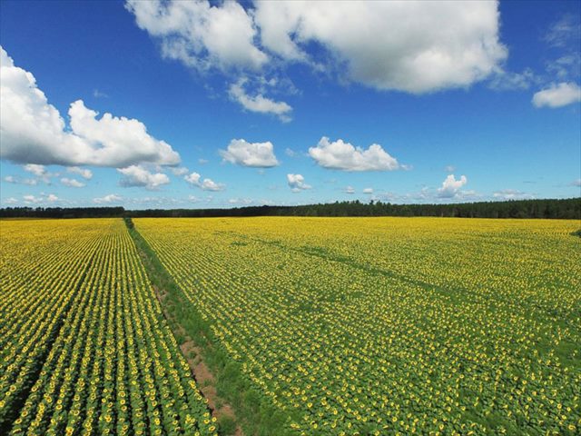 babbettes-seeds-hope-cancer-sunflower-four-miles-8_R