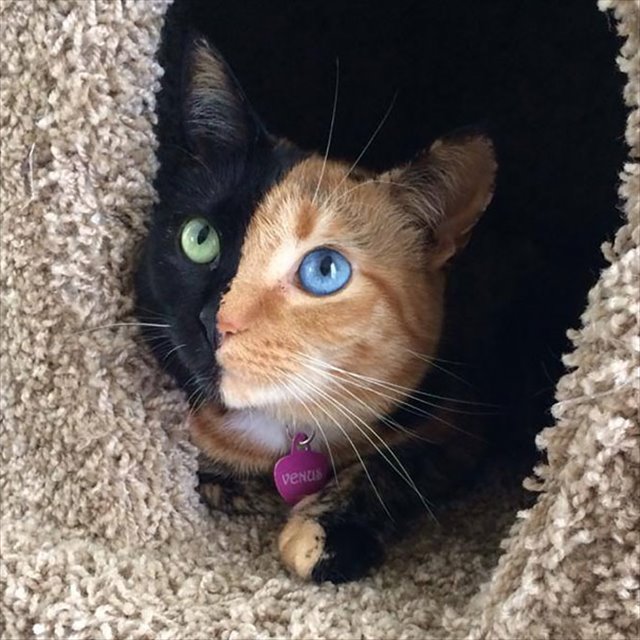 two-faced-chimera-cat-venus-60_R