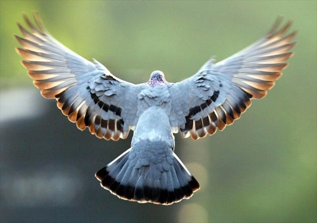A-pigeon-flies-in-a-park-in-Ne_R
