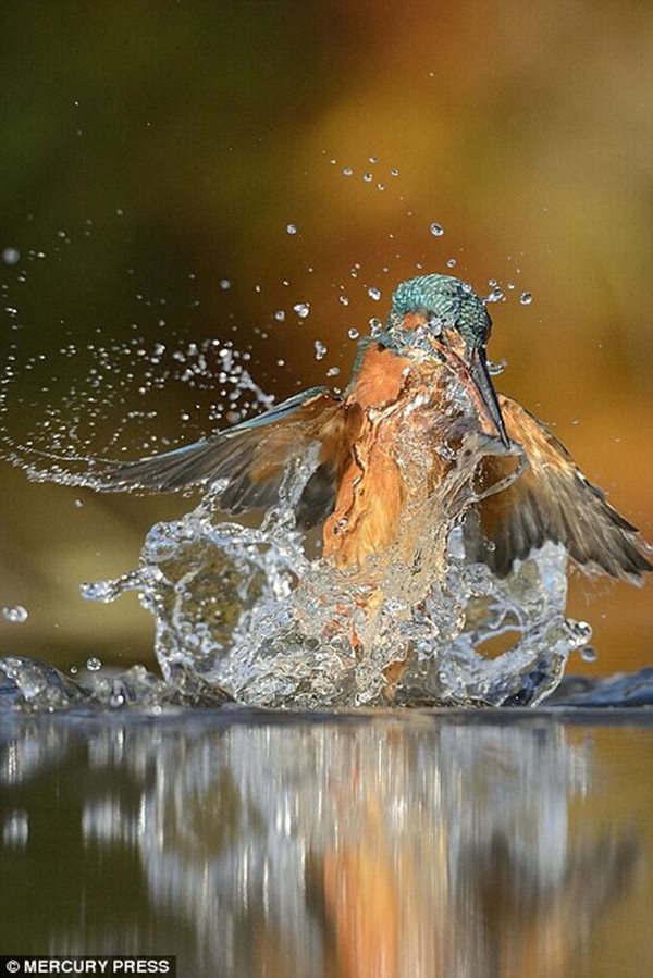 2EB9309600000578-3330286-Mr_McFadyen_was_trying_to_capture_a_dive_without_a_splash_unlike-m-117_1448280832682r