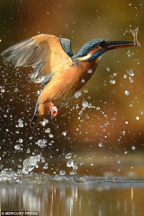 2EB932F100000578-3330286-A_kingfisher_emerges_from_the_lake_with_its_prey-a-118_1448280839469r
