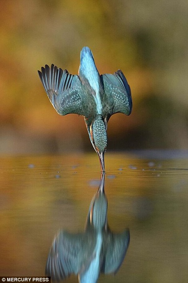 2EB9333500000578-0-He_was_aiming_to_snap_the_moment_the_kingfisher_dove_into_the_wa-a-101_1448279296795r