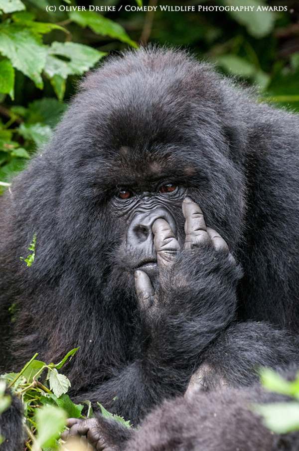 BRONZE Runner up Comedy Wildlife Photography Awards