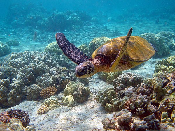 Hawaii_turtle_2 (1)r