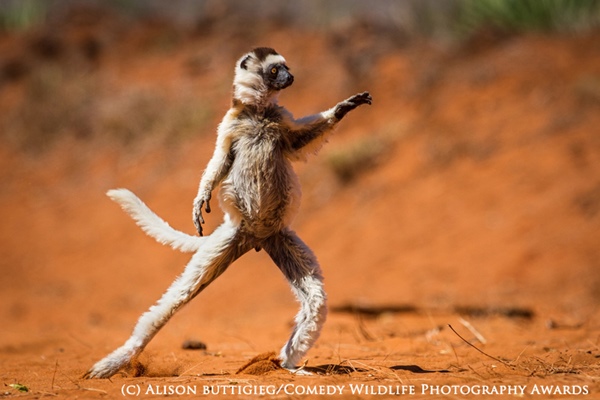 HIGHLY COMMENDED Comedy Wildlife Photography Awards