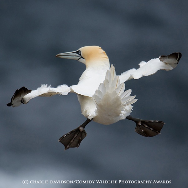 HIGHLY COMMENDED Comedy Wildlife Photography Awards