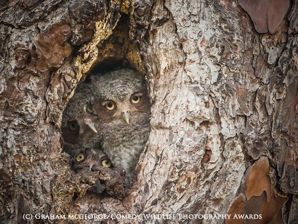 HIGHLY COMMENDED Comedy Wildlife Photography Awards