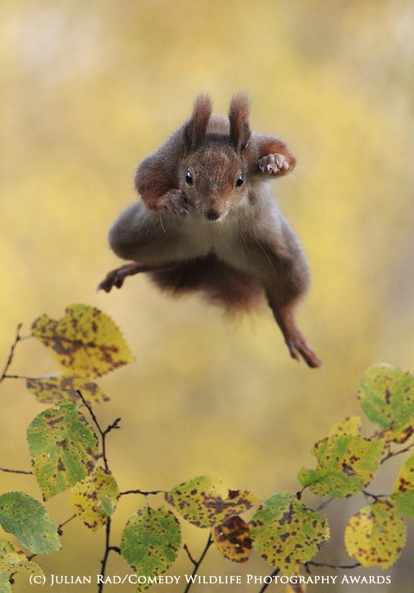 HIGHLY COMMENDED Comedy Wildlife Photography Awards