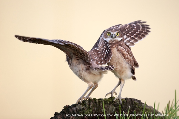 HIGHLY COMMENDED Comedy Wildlife Photography Awards