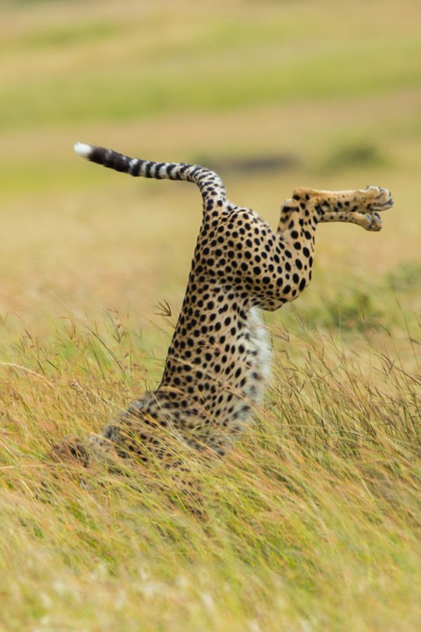 HIGHLY COMMENDED Comedy Wildlife Photography Awards