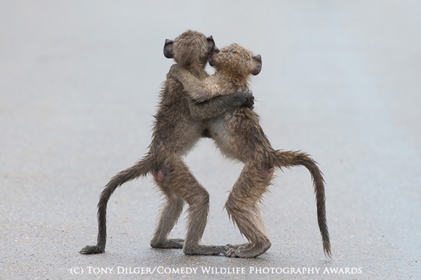 HIGHLY COMMENDED Comedy Wildlife Photography Awards