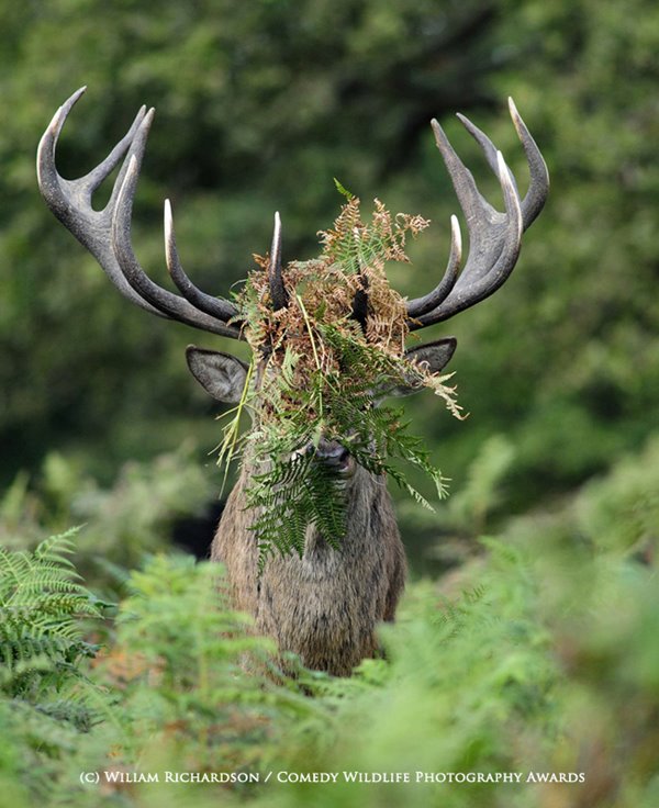 SILVER Runner up Comedy Wildlife Photography Awards