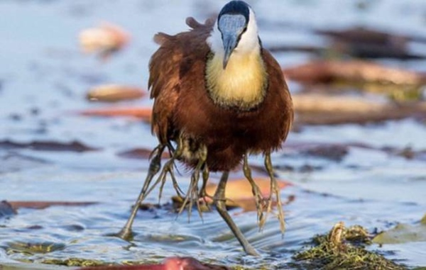 baby_jacana_birds_are_the_kings_at_hitching_a_ride_640_04r