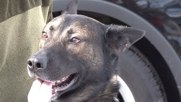 dog-auction-today-tease-1-160131_0a706793286bd1ca5d75ca0f7dc65800.today-inline-larger