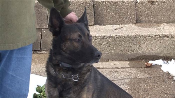 dog-auction-today-tease-3-160131_0a706793286bd1ca5d75ca0f7dc65800.today-inline-larger