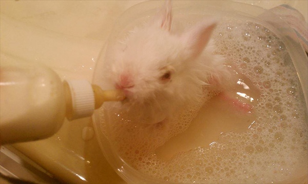 paralyzed-bunny-wheelchair-skateboard-wheelz-7_R