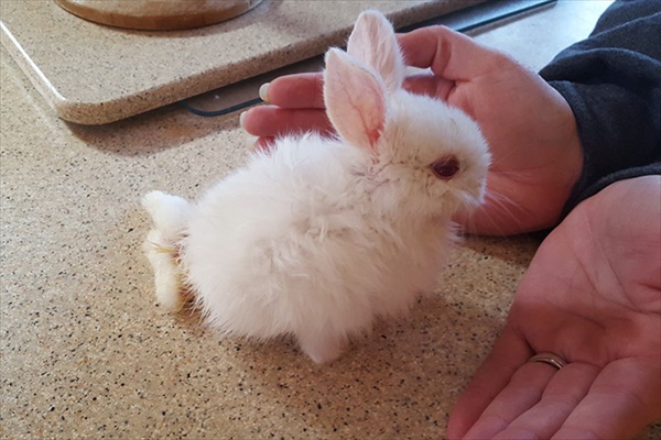 paralyzed-bunny-wheelchair-skateboard-wheelz-9_R