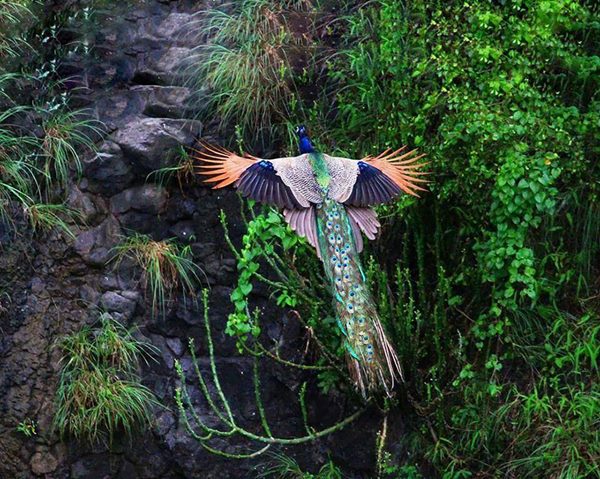 flying-peacock-1r
