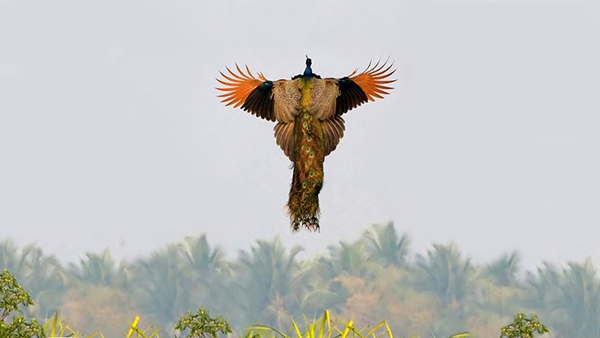 flying-peacock-4r