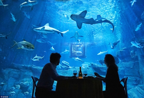 32A29F7700000578-3513560-The_guests_will_also_enjoy_a_meal_in_front_of_the_shark_tank-a-11_1459244318052r