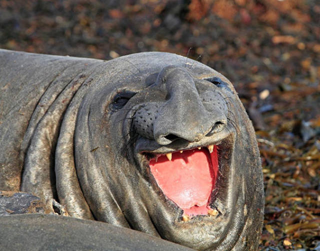animal_01