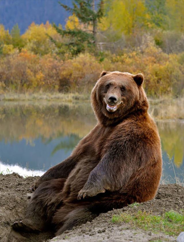 animal_03resize