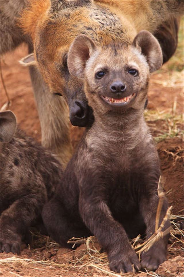 animal_04re