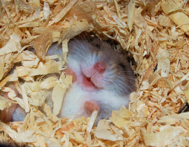 animal_05