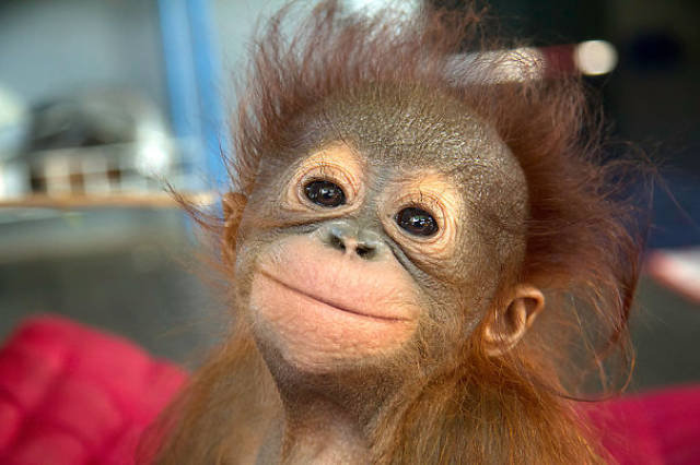 animal_06
